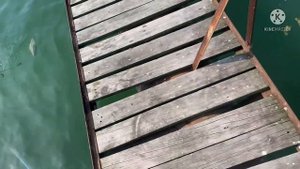 Дикий клев карпа. #карп утащил дорогую удочку в воду.