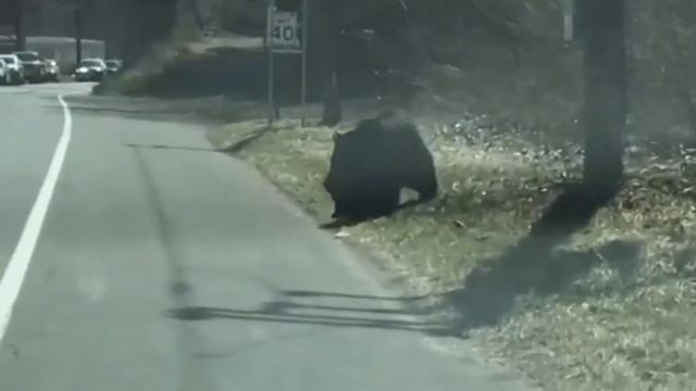 Медведица переносит медвежат через дорогу ❤️❤️❤️ смотреть онлайн