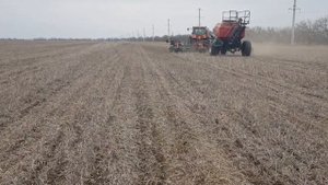 Выращивание горчицы жёлтой. No-till 11.03.2020. Посев
