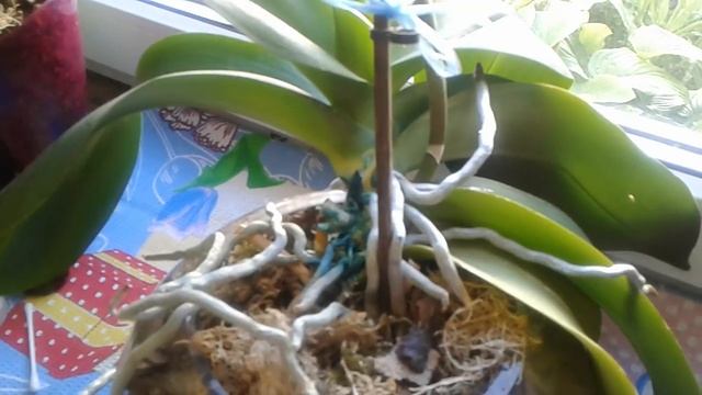 Пошаговое лечение орхидеи от гнили! смотреть онлайн