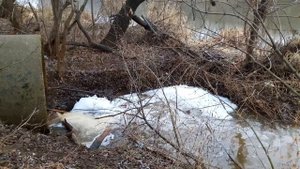 СБРОС НЕЧИСТОТ В РЕКУ КЛЯЗЬМА В Г.ОРЕХОВО-ЗУЕВО МОСКОВСКОЙ ОБЛАСТИ