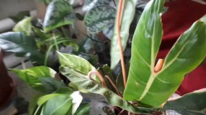 Сентябрь. Philodendron Billietiae.