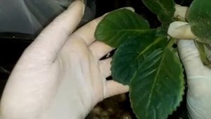 Зимовка глоксинии. Укладываю первогодок спать