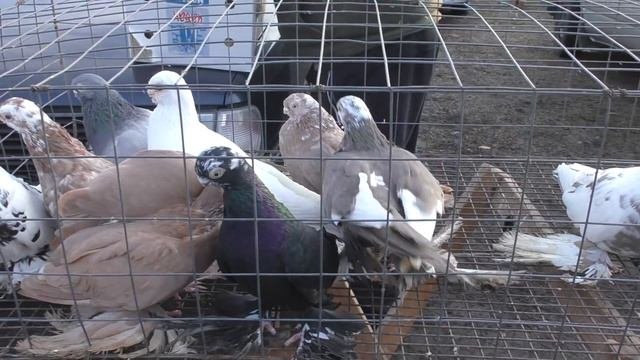29.12.19. Птичий рынок г. Кропоткин (ч2) Kropotkin Bird Market (part 2)