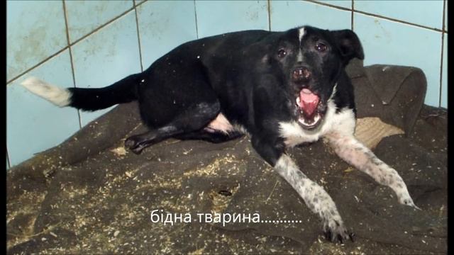 Бідні тварини смотреть онлайн