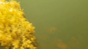 Подводная съемка Samsung Galaxy S8+