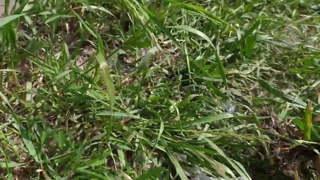 для хорошей яйценоскости кур  достаточно дать это 1 раз в месяц. натуральная добавка для кур смотреть онлайн