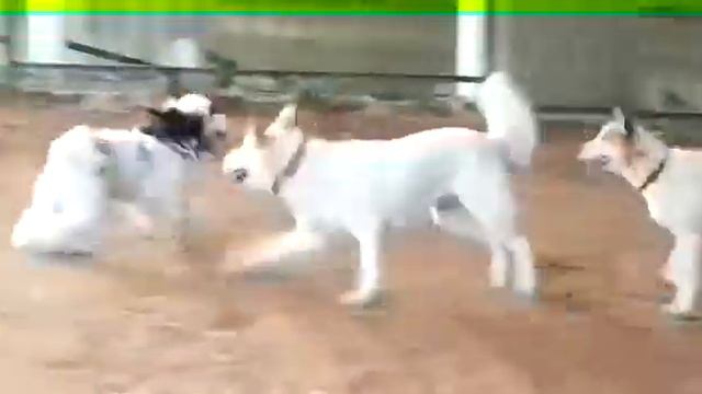 Тибетский терьер Таши (Израиль)1 смотреть онлайн