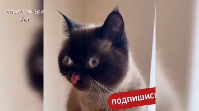 ПРИКОЛЫ С КОТАМИ И КОШКАМИ | БОЛЬШАЯ 20 МИНУТНАЯ ПОДБОРКА СМЕШНЫХ ВИДЕО С ЖИВОТНЫМИ | 2021| смотреть онлайн