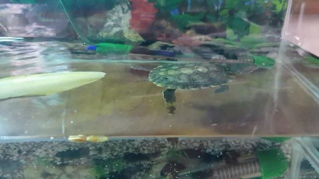 Почему НЕЛЬЗЯ давать ГАММАРУС черепахе. ВРЕД или ПОЛЬЗА смотреть онлайн