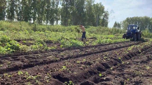 Незаменимая штука в деревне. копаем картошку. Картофелекопалка?для трактора МТЗ.