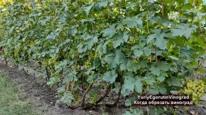 ? Когда МОЖНО НАЧИНАТЬ ОБРЕЗКУ ВИНОГРАДА? Никогда не допускай такую ошибку.