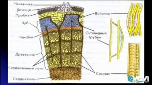 Строение стебля.Биология в стихах 6 класс.