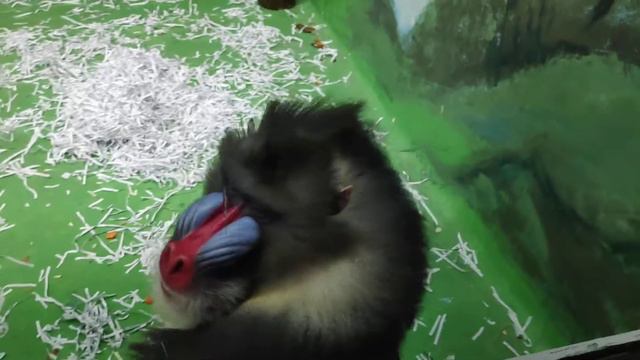 Случай в зоопарке/ZOO смотреть онлайн