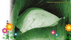 Капуста белокочанная Амагер 611. Краткий обзор, описание характеристик brássica olerácea