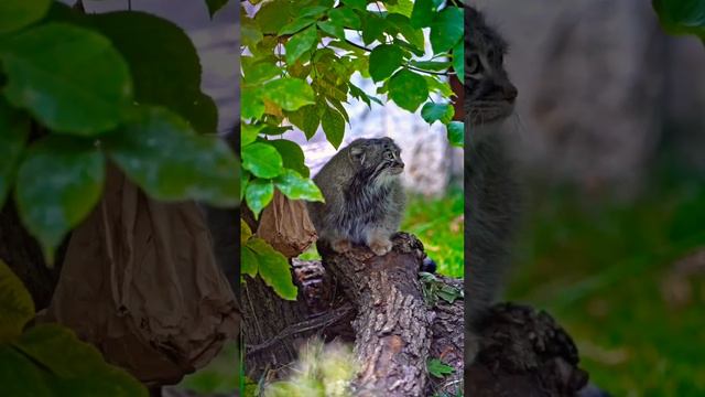 Манул Тимофей Московский Зоопарк🐱👀🔥👍🤣🥰Pallas' cat Timofey Moscow Zoo🐱👀🔥👍🤣🥰 смотреть онлайн