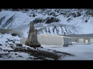 Еще одно доказательство, что на Севере раньше было тепло.Остров Ян-Майен. Окаменелые древние деревья