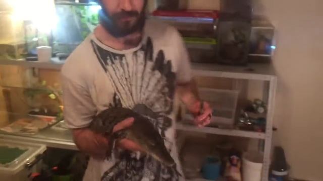 НИЛЬСКИЙ КРОКОДИЛ! ЛОВИМ И ОТКРЫВАЕМ ПАСТЬ! смотреть онлайн