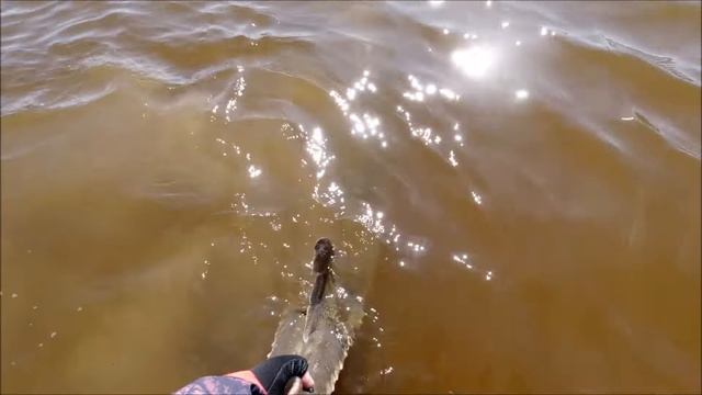 Амурские ужасы, как губят Царскую рыбу. смотреть онлайн