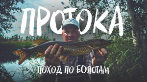 ПРОТОКА. ПЕШИЙ ПОХОД ПО БОЛОТАМ.ГАДЮКА АТАКУЕТ.