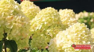 Гортензия метельчатая "Литл Лайм" (Little Lime)