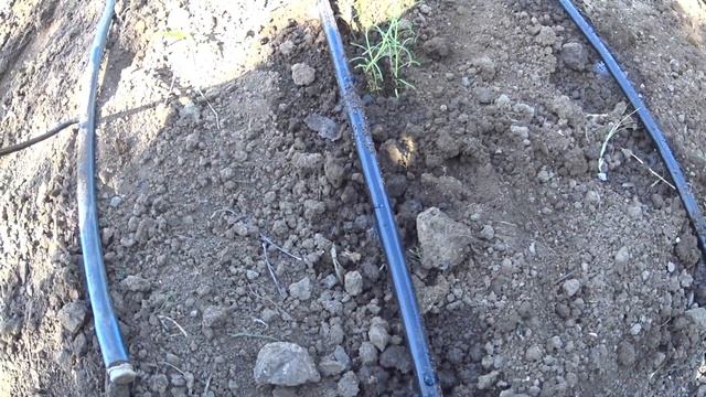 Сантолина - размножение (часть 3). Santolina. смотреть онлайн