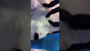 соединение ремней пресcподборщика EXTRIM