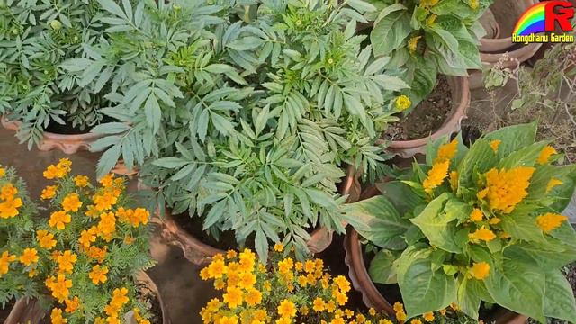 অবসর জবন সলল বব তর করছন অসধরণ ছদ বগন আমদর জনবন কছ টপস