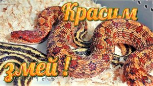 Как покрасить живую змею?