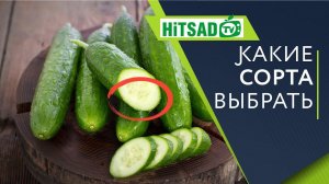Лучшие сорта огурцов Пчёлоопыляемые огурцы