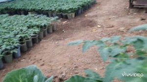"Атлет " для роста и толщины рассады. Обзор ранних помидоров, перца, капусты.