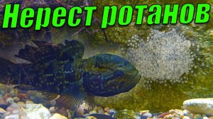 Ротаны снова отнерестились в аквариуме. Мальки ротана поплыли
