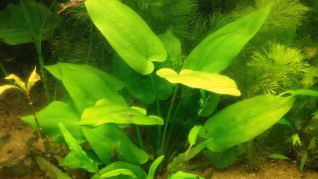 Эхинодорус горизонтальный, Echinodorus Horizontalis
