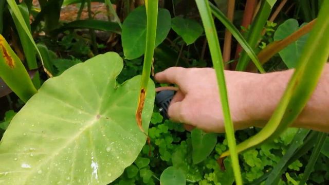 Exotic Tropical Jungle Garden Tour | Tetrapanax | Colocasia | Canna | Banana | Musa Basjoo смотреть онлайн