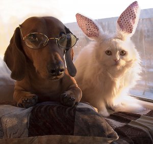 Милые Забавные и Умные Домашние Животные Сборник - Домашние животные Видео 2021