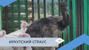 Мирнинская пенсионерка выращивает страуса в домашних условиях