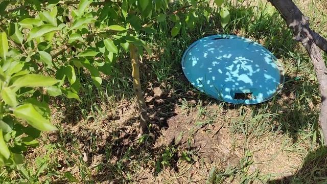 Яблоня Уральское наливное Омск 29 мая 2022 г. смотреть онлайн