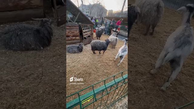 Парк Березовая роща Зоопарк Дзержинский район Серебряная подкова Планетная 53 Новосибирск Сибирь НСК