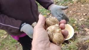 Земляная ГРУША на плодородной грядке!