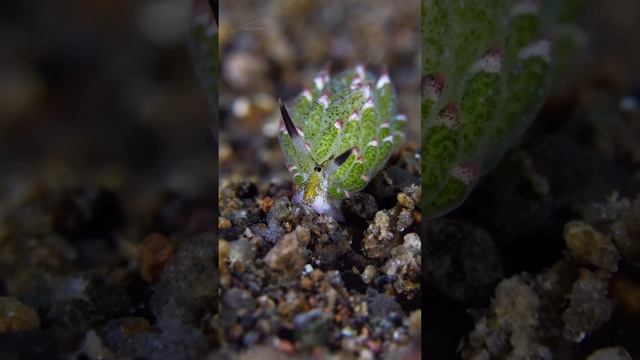 Costasiella kuroshimae