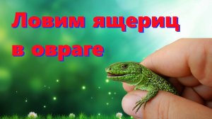 🐊 Ловим много ящериц в овраге ⧸ 17 ящериц за 30 минут. 🐊