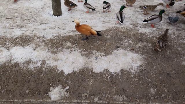 ВЛОГ! КОРМЛЕНИЕ ПТИЦ УТОК! МОСКВА МУЗЕЙ ЗАПОВЕДНИК ЦАРИЦЫНО!