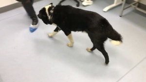 Наклон головы и небольшая вестибулярная атаксия у собаки // vestibular syndrome in a dog