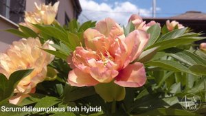 Scrumdidleumptious Itoh Hybrid