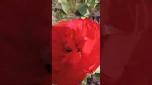 КРАСНЫЕ ТЮЛЬПАНЫ