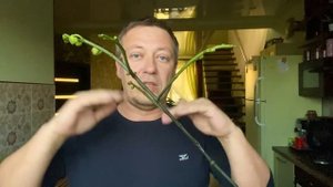 ОРХИДЕЯ УХОД до РОСКОШНОГО ЦВЕТЕНИЯ ДОМА  пересадка, полив орхидеи, удобрение фаленопсиса