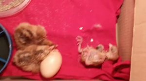 Вылупление цыпленка. Как появляются цыплята!