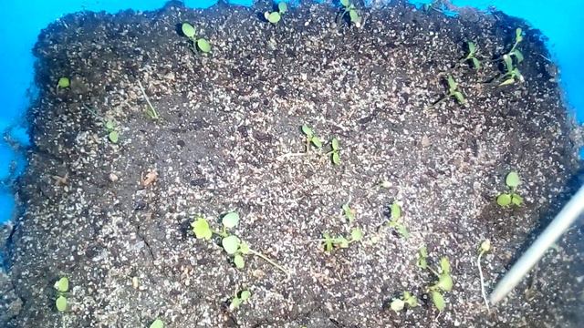 Земляника из семян через месяц (часть 3) смотреть онлайн