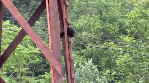 20_06_2018_КОТЫ ПЛАСТУНСКИЕ,СТОРОЖЕВЫЕ_СОЧИ_КАЗАЧИЙ ХУТОРОК.mp4