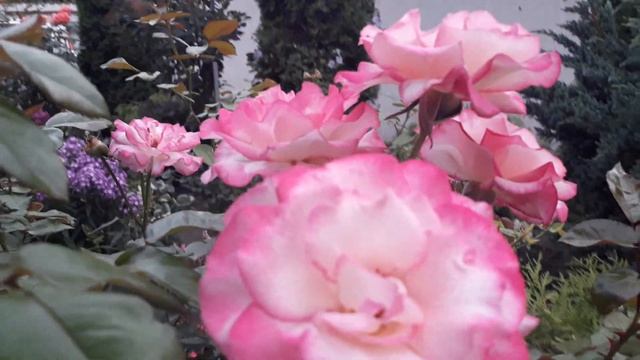 Плетистая роза Хендель (Handel) смотреть онлайн